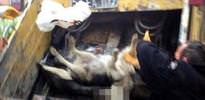Sinop'ta köpek katliamı
