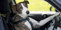 Köpeklere ehliyet