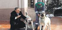Köpeklere kimlik kartı