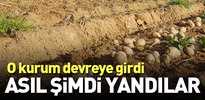 Rekabet Kurumu patates fiyatlarına el attı