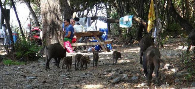Yaban domuzları piknik alanlarına indi