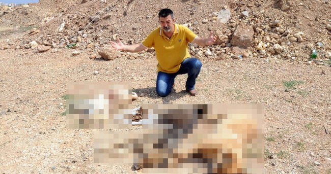 Mersin’de köpek katliamı