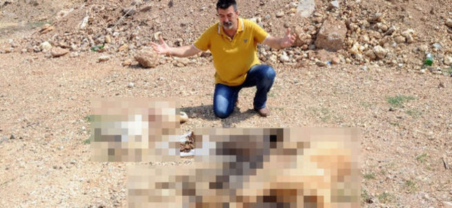 Mersin’de köpek katliamı