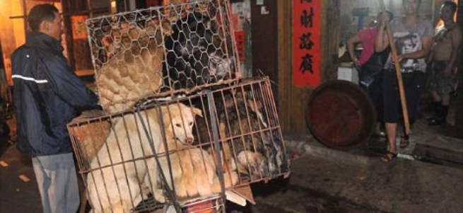 'Köpek Yeme Festivali'ne tepki yağıyor