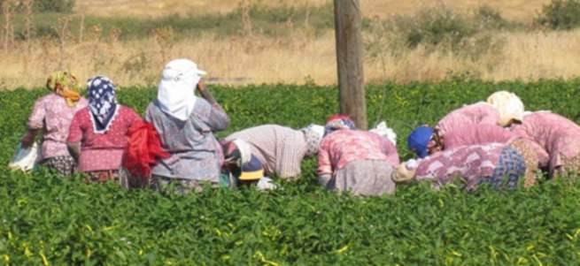 İŞKUR'dan istihdam seferberliği