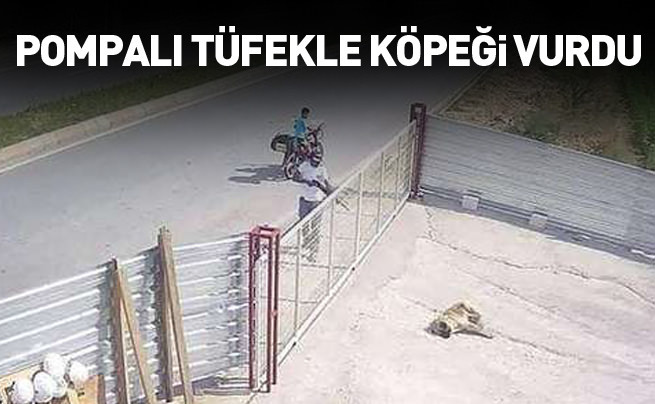 Köpeği pompalı tüfekle öldürdü