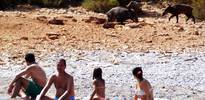Bodrum'da yaban domuzları şehir merkezine indi