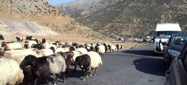 13 polise koyun sürülü hain pusu