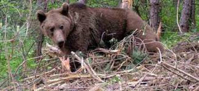 Kastamonu'da bir ayı kurbanlık danayı yedi