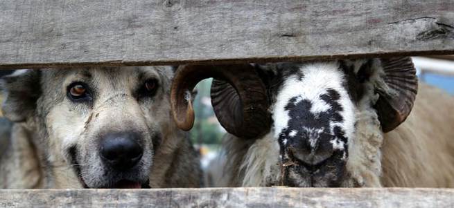 Köpek can dostunu pazarda bile yanlız bırakmadı