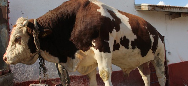 İki tonluk boğa alıcı buldu!