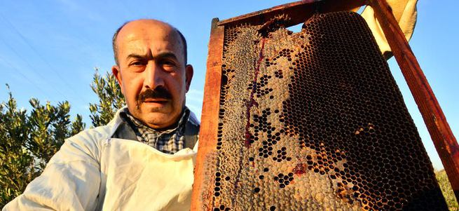 Osmaniye'de kovandan kırmızı bal çıktı