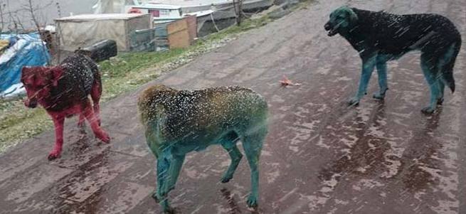 Boyalı köpeklerin sırrı çözüldü