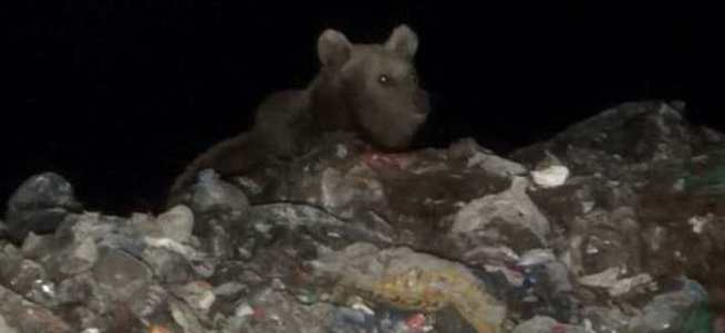 Ayılar köpeklerle birlikte besleniyor