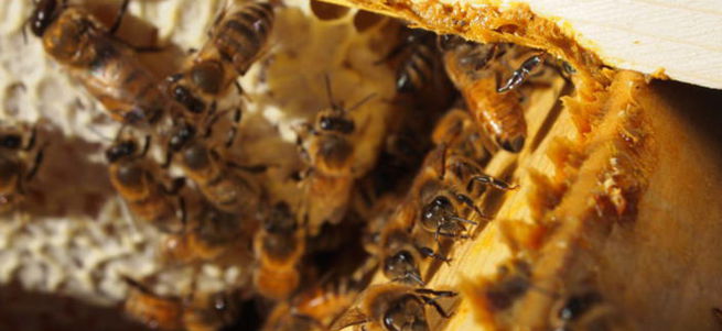 Propolis nedir? Faydaları nelerdir?