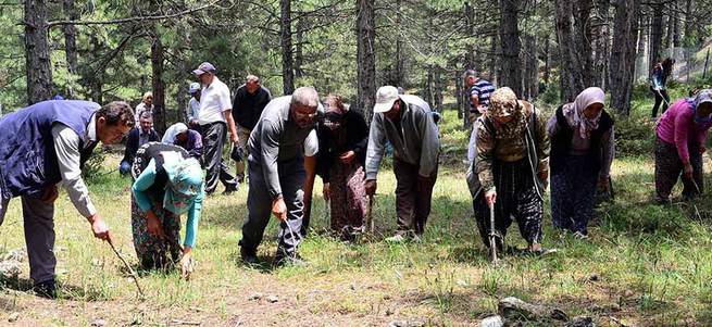 Manisa’da ’Siyah Elmas’ ormanı bulundu