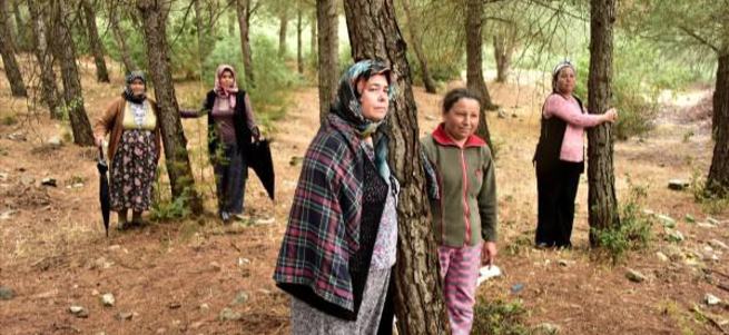 CHP'li belediyeye ağaç katliamı isyanı