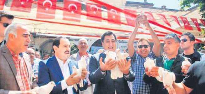 Bu da güvercin güzellik yarışması